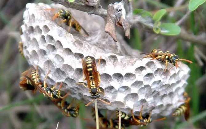 馬蜂蟄人后自己會(huì)死嗎? 馬蜂