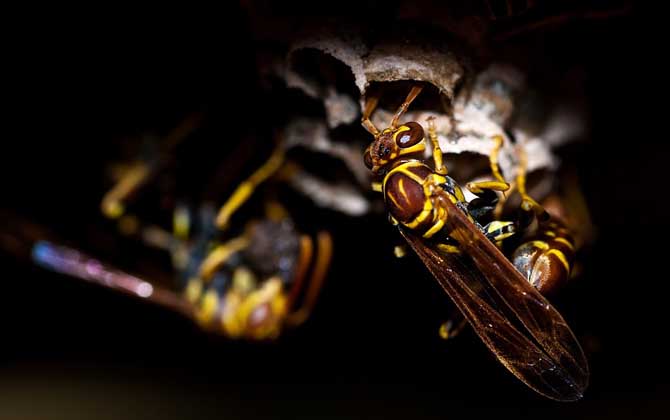 馬蜂什么情況下會蟄人? 馬蜂