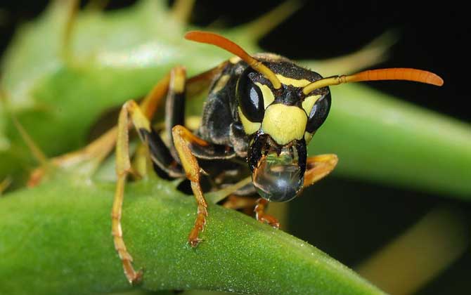 馬蜂什么情況下會蟄人? 馬蜂