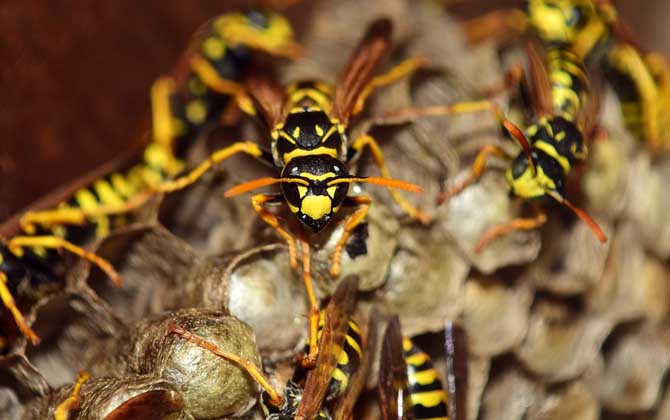養胡蜂有什么經濟價值? 胡蜂