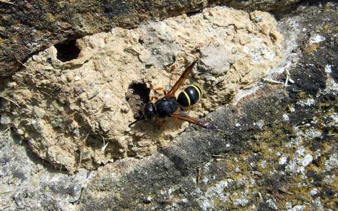 養胡蜂有什么經濟價值? 胡蜂