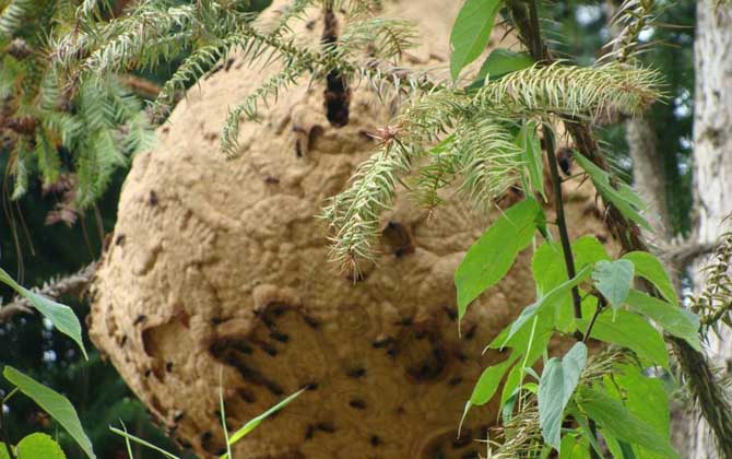 馬蜂的蜂窩里有蜂蜜嗎? 馬蜂