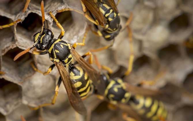 胡蜂養(yǎng)殖虧慘了是什么原因? 胡蜂