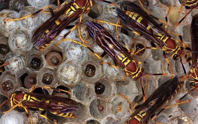 胡蜂養(yǎng)殖虧慘了是什么原因? 胡蜂