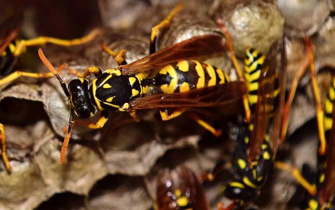 胡蜂養(yǎng)殖虧慘了是什么原因? 胡蜂