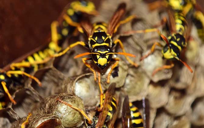 胡蜂養(yǎng)殖虧慘了是什么原因? 胡蜂