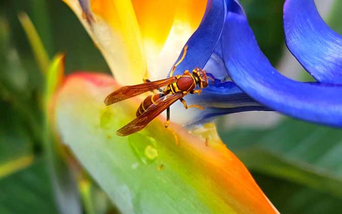 被馬蜂蟄了有潛伏期嗎? 馬蜂