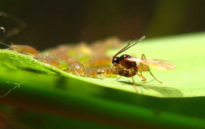 寄生蜂會寄生人類嗎? 寄生蜂