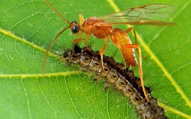 寄生蜂會寄生人類嗎? 寄生蜂