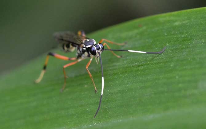 寄生蜂是怎么寄生的? 寄生蜂
