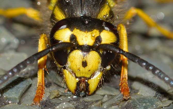 馬蜂蟄了消腫最快的方法 馬蜂