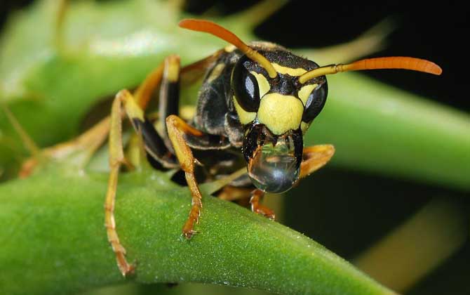 牛角蜂怎么消滅才安全? 牛角蜂