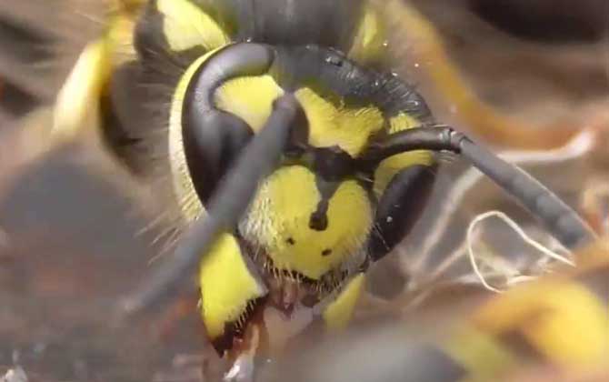 馬蜂是益蟲還是害蟲? 馬蜂