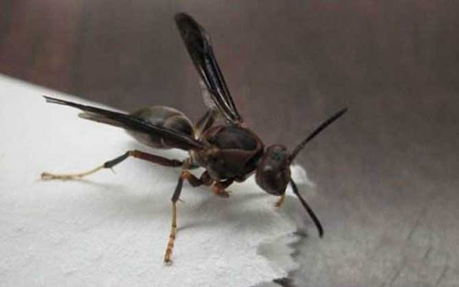 馬蜂種類名稱及圖片大全 黑紋胡蜂