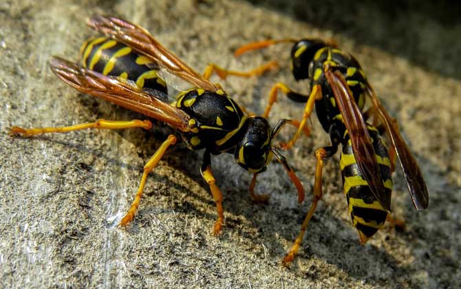 怎么避免馬蜂回來報(bào)仇? 馬蜂