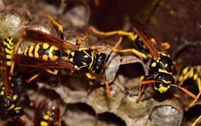 為什么馬蜂來(lái)我家筑巢? 馬蜂