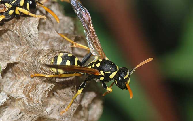 馬蜂窩摘除的最佳時間 馬蜂窩