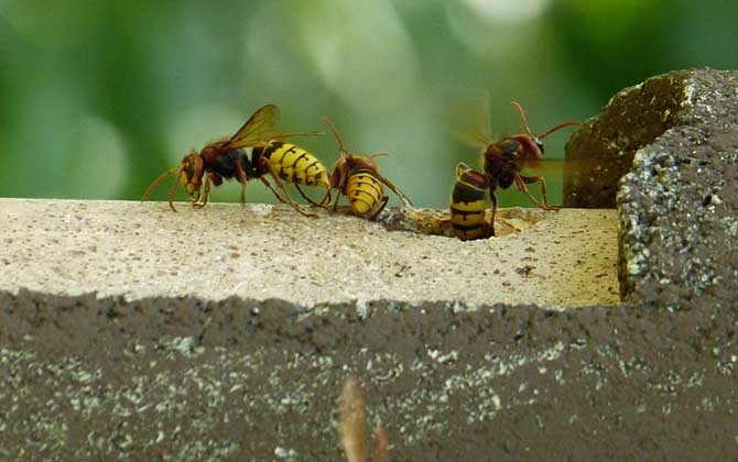 馬蜂入宅預兆著什么? 馬蜂