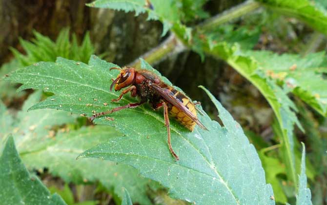 被馬蜂蟄腫了會(huì)自愈嗎? 馬蜂