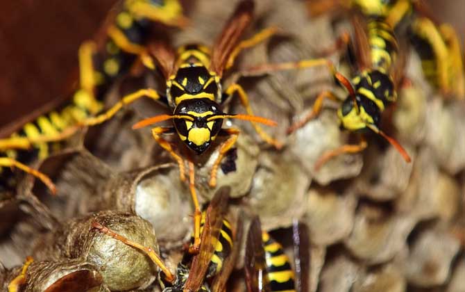 馬蜂在窗戶角筑巢怎么辦? 馬蜂