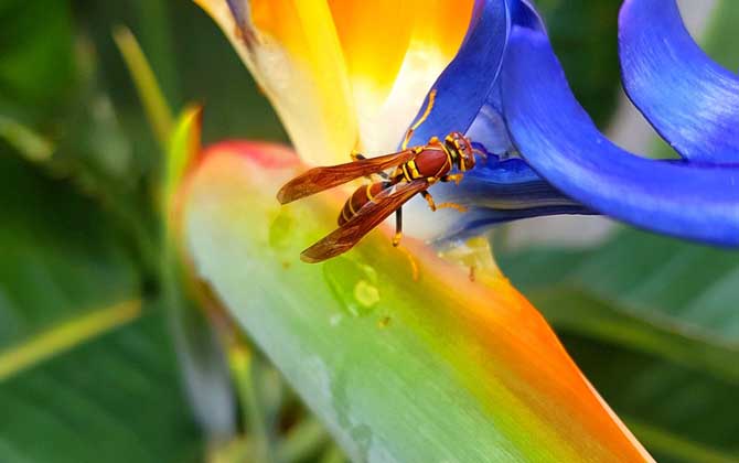 黃蜂進(jìn)家里預(yù)兆死人是真的嗎? 黃蜂