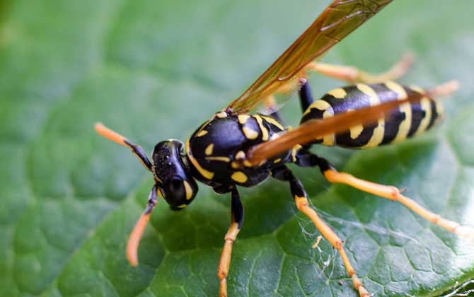 黃蜂進(jìn)家里預(yù)兆死人是真的嗎? 黃蜂