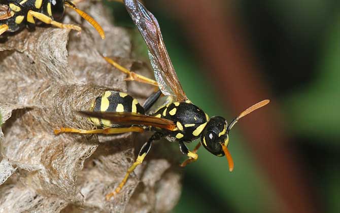 馬蜂筑巢是好兆頭嗎? 馬蜂筑巢