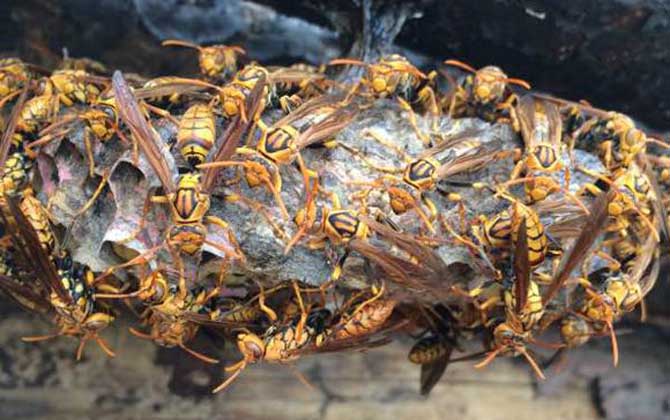 馬蜂筑巢是好兆頭嗎? 馬蜂筑巢