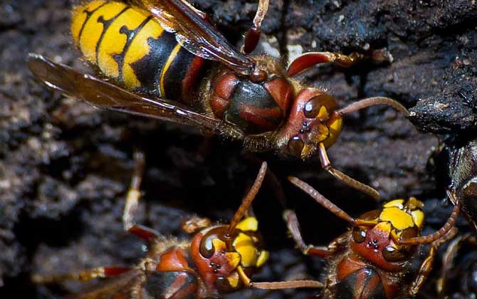 被虎頭蜂蟄了怎么處理? 虎頭蜂