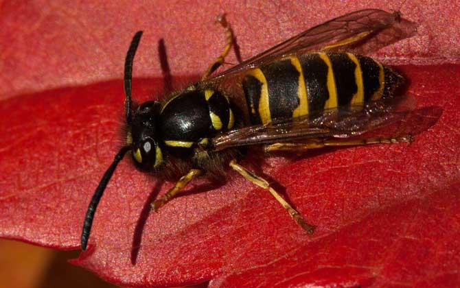 被虎頭蜂蟄了怎么處理? 虎頭蜂