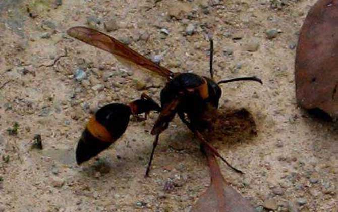虎頭蜂蟄到會(huì)死人嗎? 虎頭蜂