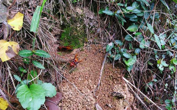 中國大虎頭蜂的毒性強嗎? 中國大虎頭蜂