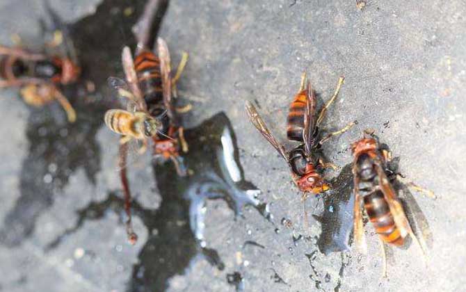 黃腳虎頭蜂的毒性強(qiáng)嗎? 黃腳虎頭蜂