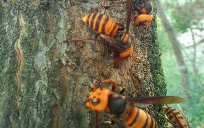 虎頭蜂一只多少人民幣? 虎頭蜂