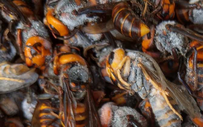 虎頭蜂100只能泡多少酒? 虎頭蜂