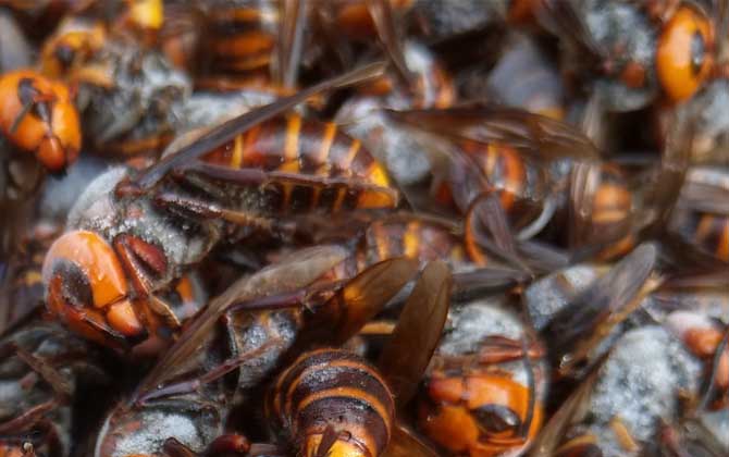 虎頭蜂100只能泡多少酒? 虎頭蜂