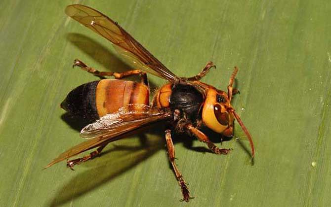 虎頭蜂蜇人后自己會死嗎? 虎頭蜂