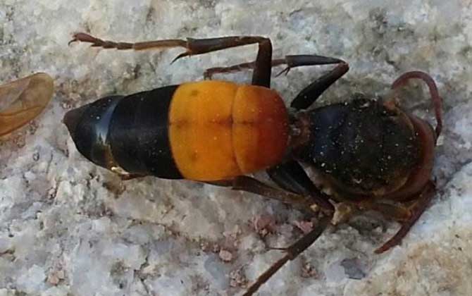 黃腰虎頭蜂能蟄死人嗎? 黃腰虎頭蜂