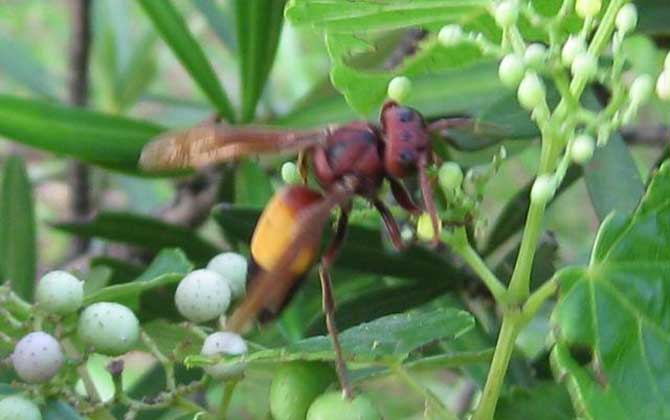黃腰虎頭蜂能蟄死人嗎? 黃腰虎頭蜂