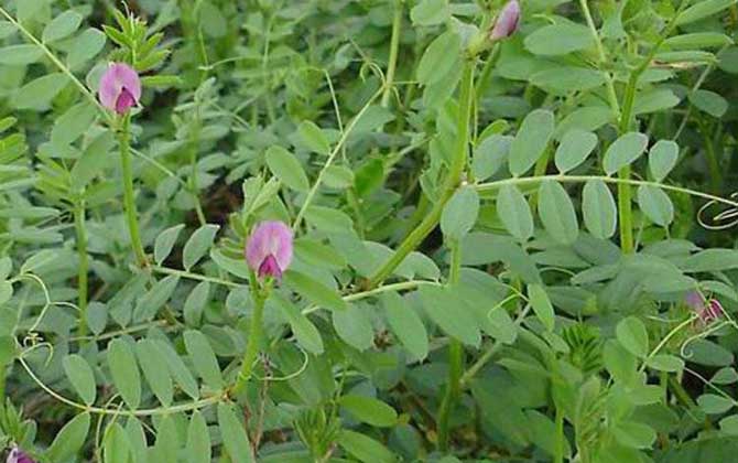 夏季有哪些主要蜜源植物? 苕子