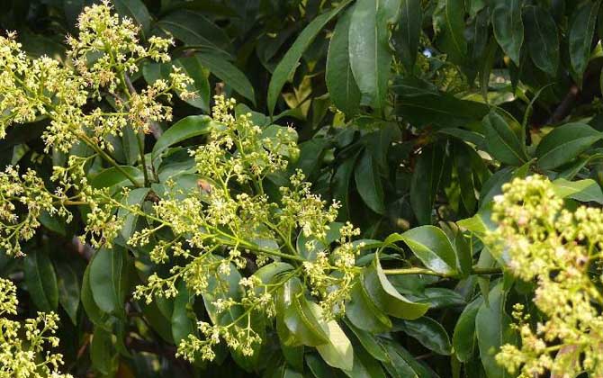 春季有哪些主要蜜源植物? 荔枝