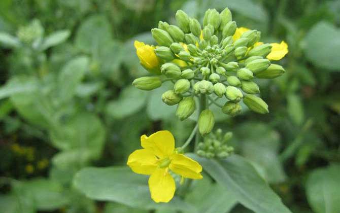 春季有哪些主要蜜源植物? 油菜