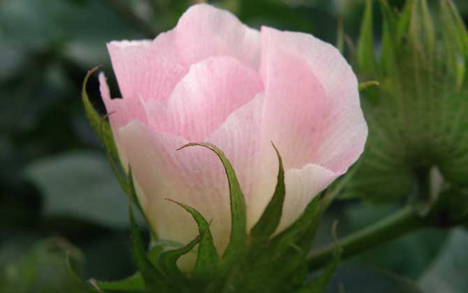 秋季有哪些主要蜜源植物? 棉花