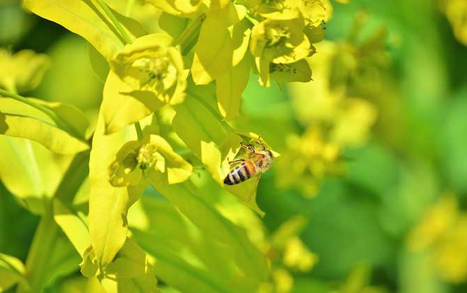 蜜源植物是如何分類(lèi)的? 蜜源植物
