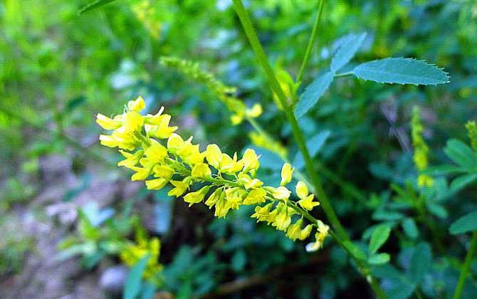 草木樨什么時(shí)候開花? 草木樨