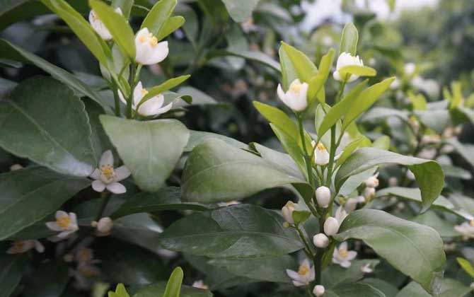 柑橘樹什么時候開花? 柑橘