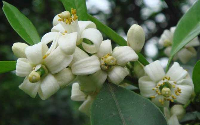 柑橘樹什么時候開花? 柑橘