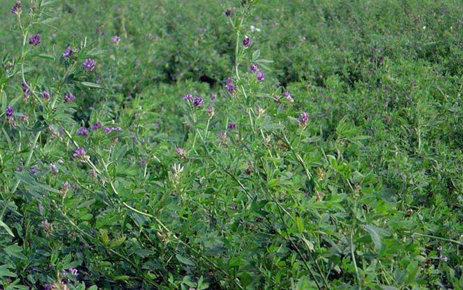 紫花苜蓿什么時候開花? 紫花苜蓿