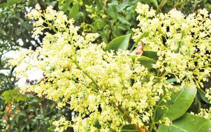 龍眼什么時候開花? 龍眼