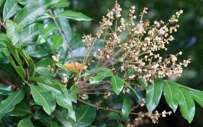 龍眼什么時候開花? 龍眼